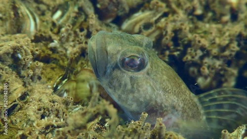 Fish reproduction: A male Racer goby (Babka gymnotrachelus) protrudes from its burrow and ventilates the water with its pectoral fins, extreme close-up. photo