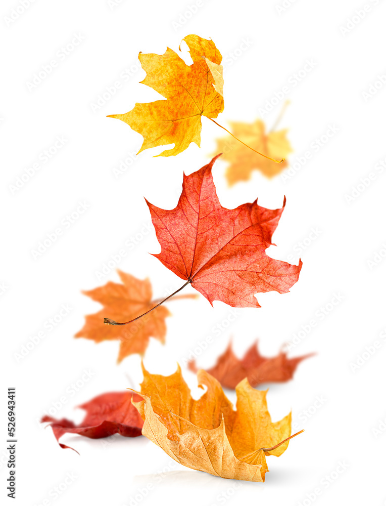 falling in a bunch of autumn maple leaves on a white isolated background falling in a bunch of autumn maple leaves on a white isolated background