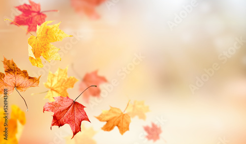 falling maple leaves, autumn background