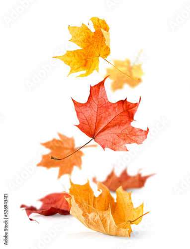 falling in a bunch of autumn maple leaves on a white isolated background