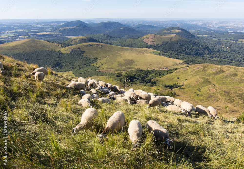 Fototapeta premium troupeau de moutons sur le Puy de Dôme dans le Massif Central en été