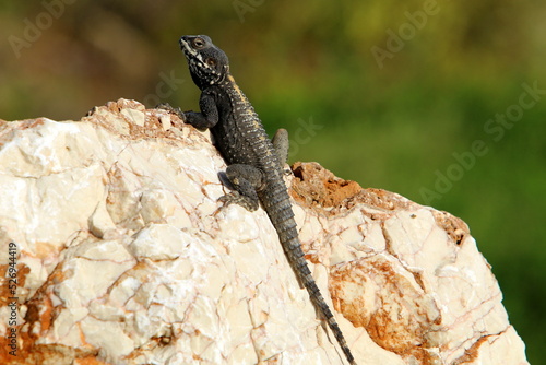 A lizard sits on a stone in a city park.