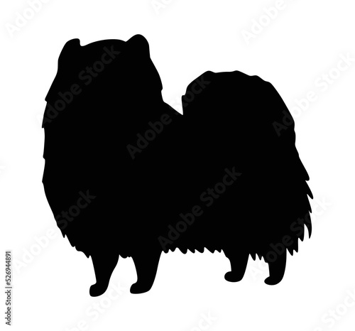 Dog silhouette, spitz breed. Side view pet stand icon in black color. Make used for dog show, competition, pet store, guide dog, veterinary, dog walking. Domestic animal isolated on white background
