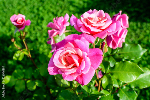 Large green bush with many fresh vivid pink roses and green leaves in a garden in a sunny summer day, beautiful outdoor floral background photographed with soft focus.