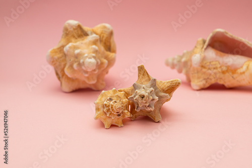 Large seashells on a pink background