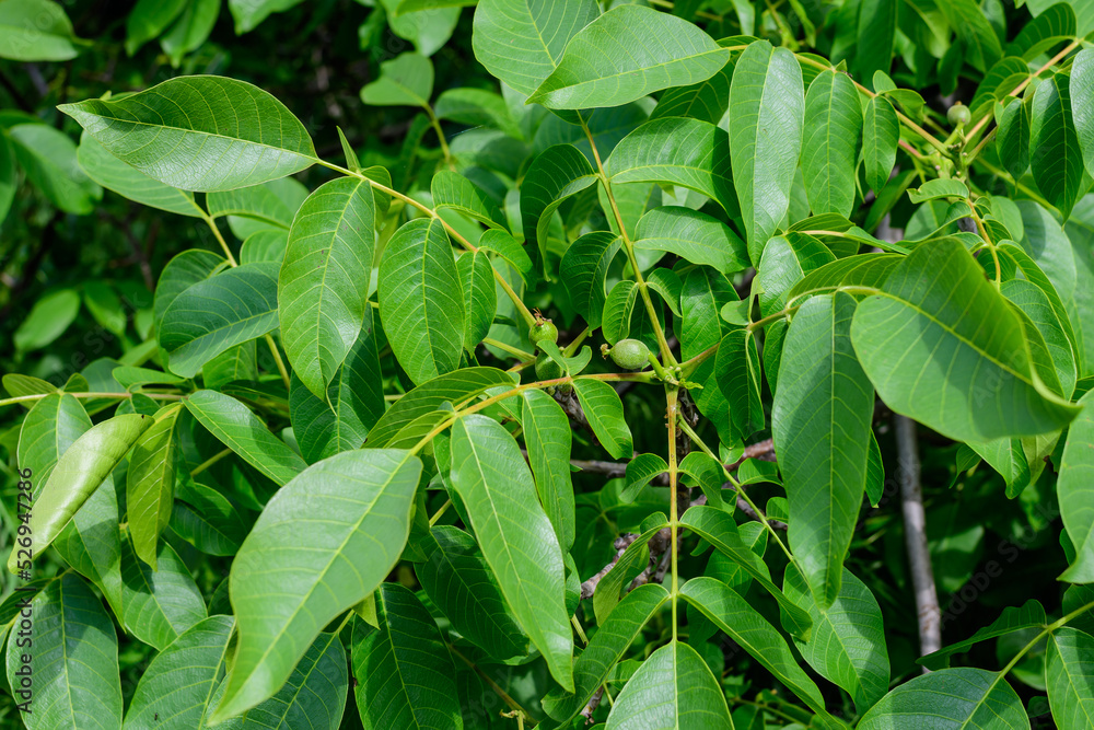 Delicate small vivid green walnut and large leaves in tree, in direct sunlight in a garden in a sunny summer day, beautiful outdoor floral background photographed with soft focus. Delicate small vivid green walnut and large leaves in tree, in direct sunlight in a garden in a sunny summer day, beautiful outdoor floral background photographed with soft focus.