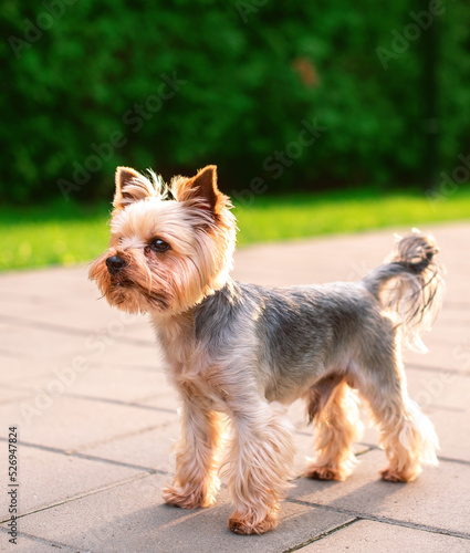 Dog breed Yorkshire terrier. He is 8 years old. The dog is standing on the path on the background of blurred grass. The photo is blurred © Olha