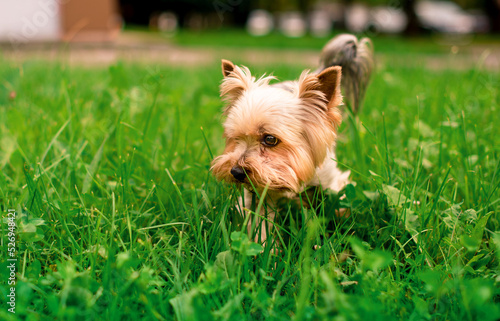 A dog of the Yorkshire terrier breed stands on a background of blurred green grass. The beautiful dog is eight years old. The photo is blurred.
