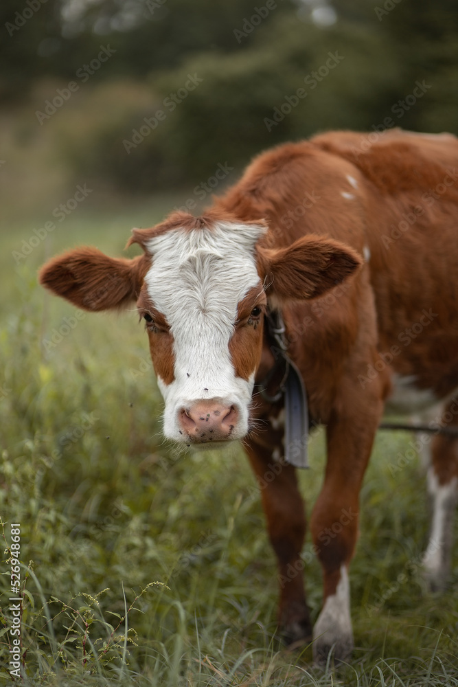 Photo of a red calf in a green meadow. Photo of a red calf in a green meadow.
