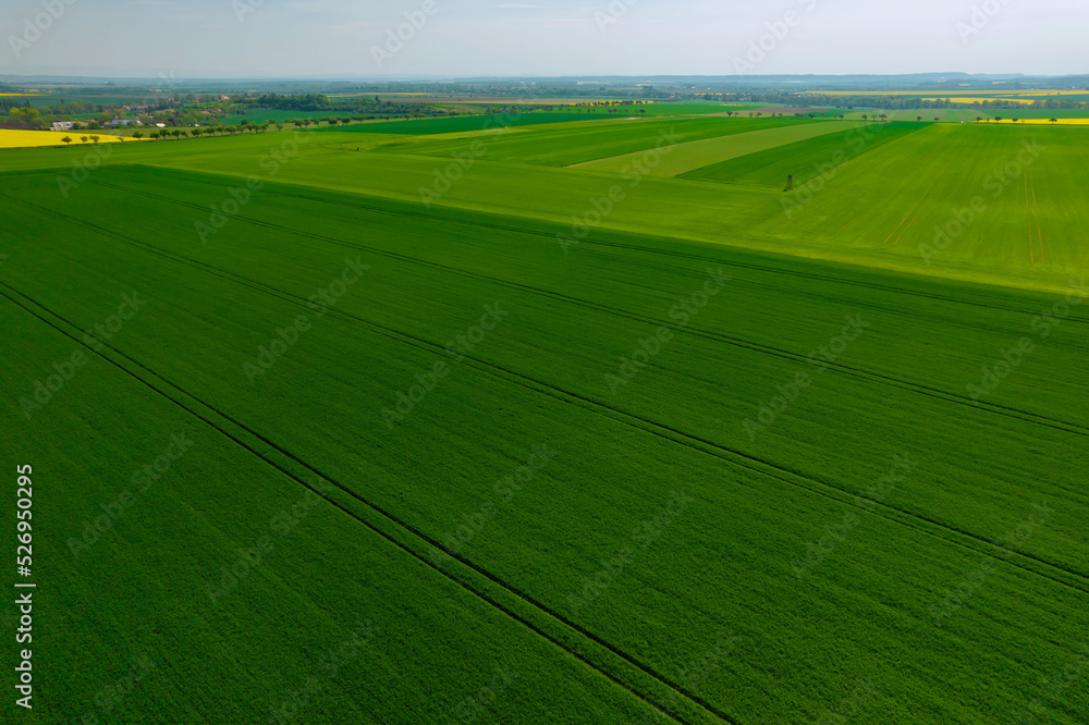 Panoramic view from the top of a wheat field in the countryside. Farm fields.