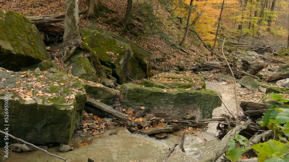 Grey squirrel climb on rocks near river, beautiful autumn scene with fallen leaves Grey squirrel climb on rocks near river, beautiful autumn scene with fallen leaves