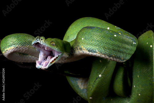 Green tree python snake on branch ready to attack, Chondropython viridis snake closeup with black background photo