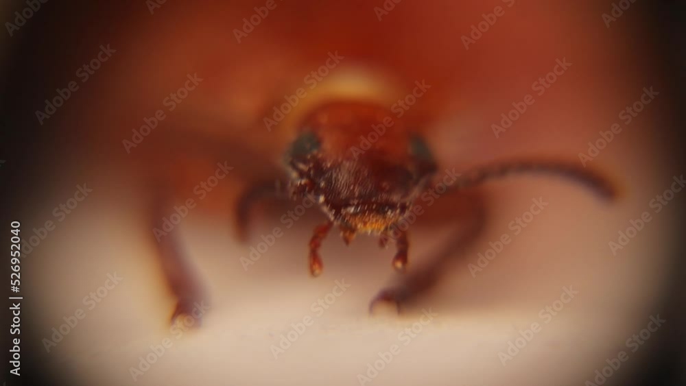 Mealworm under the microscope, beetle face. It's recently transformed
