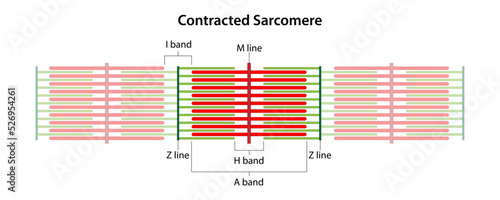 Contracted Sarcomere. Location of the I band, A band, H band, M line, and Z lines. photo