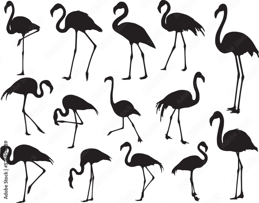 Obraz premium flamingo silhouette