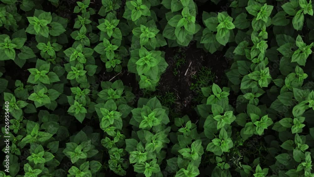 Drone shot over young sunflower rots swaying in the wind Drone shot over young sunflower rots swaying in the wind
