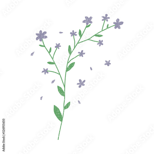 Hand drawn dried flower. Vector element isolated on white background
