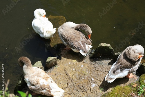 Fotografia Top view of a gaggle of geese resting on a rock in a pond