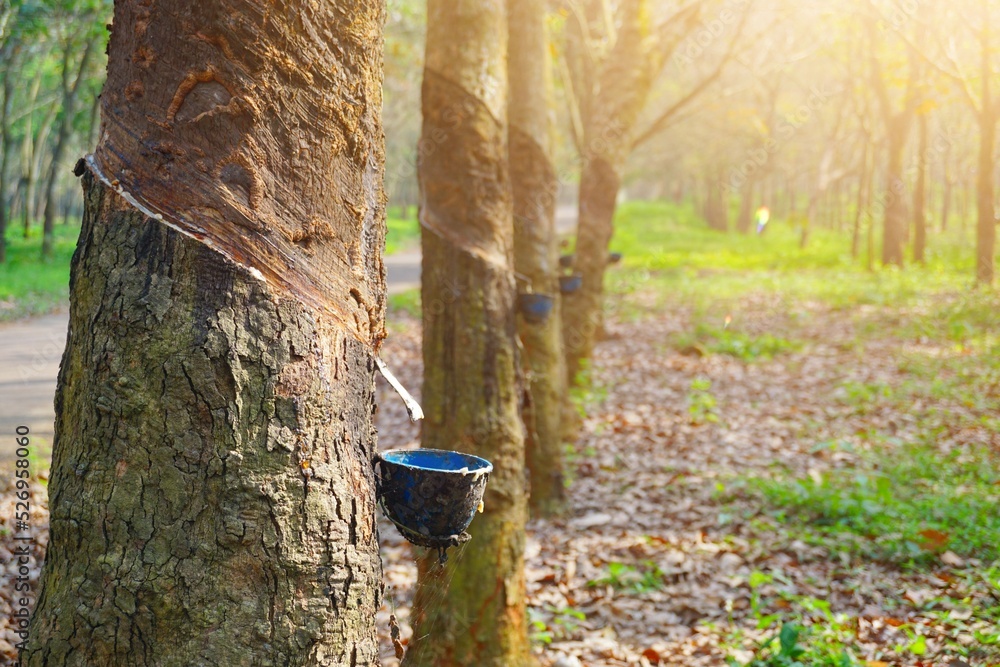 Rubber Latex extracted from rubber tree , (Hevea Brasiliensis) as a