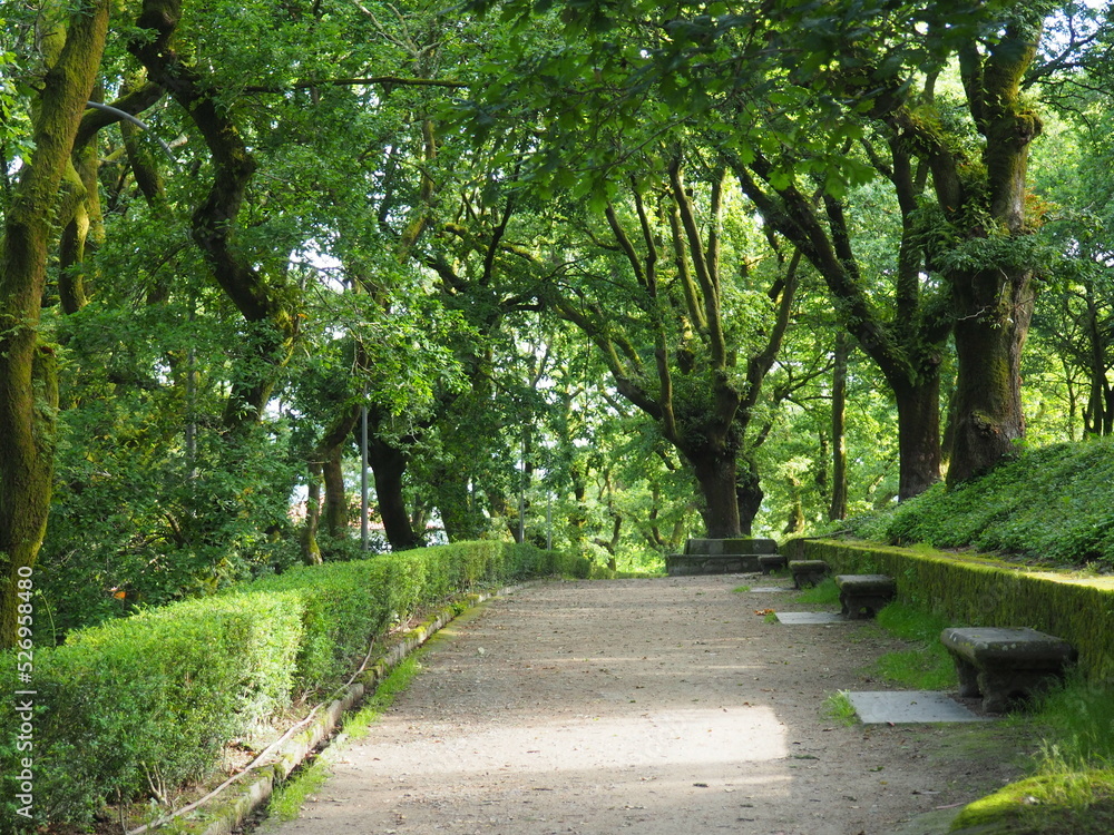 Fototapeta premium paseo del robledal en el parque de la alameda de santiago de compostela datado en el siglo diecinueve, lugar de encuentros, deportes y cultura, la coruña, galicia, españa, europa