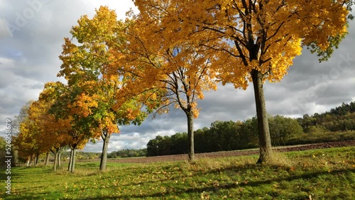 Trees in Autumn blowing in the breeze in a Bavarian park.