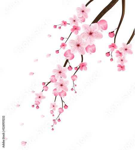 Print op canvas pink cherry blossom isolated