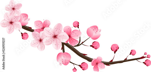 pink cherry blossom isolated © momo design
