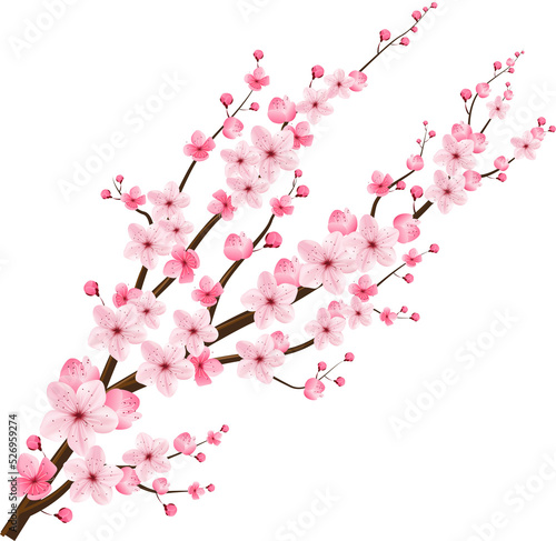 cherry blossom sakura © momo design