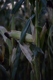 ripe corn field, corn cobs, corn field, ripe corn cobs on green background, green corn leaves