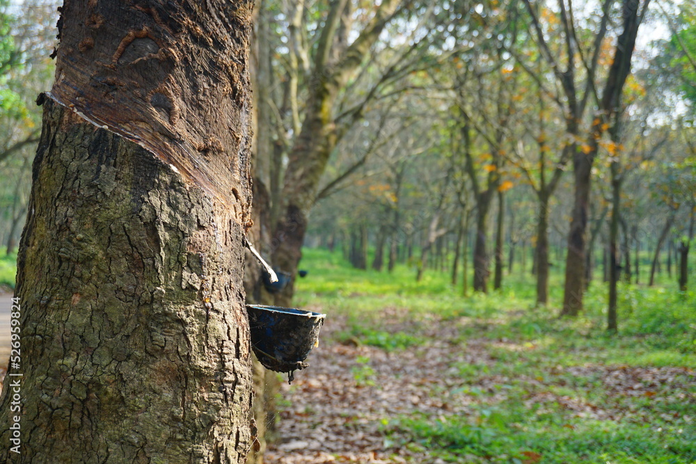 Rubber Latex extracted from rubber tree , (Hevea Brasiliensis) as a
