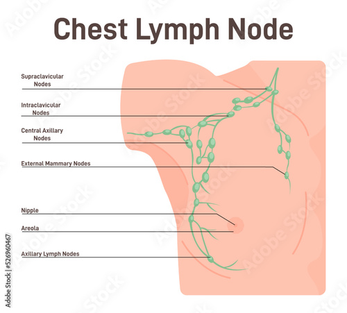 Man chest lymph node. Fluid exchange, body defense from infection