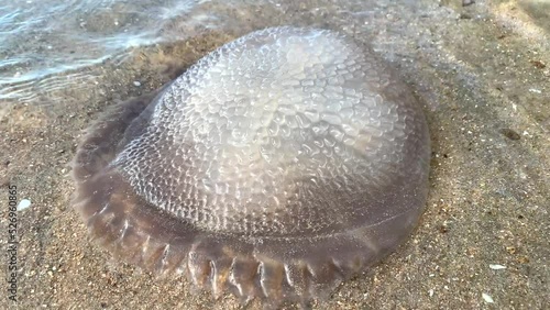 Jellyfish stranded on the beach photo