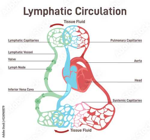 Lymphatic circulation. Lymphatic duct with lymph transportation
