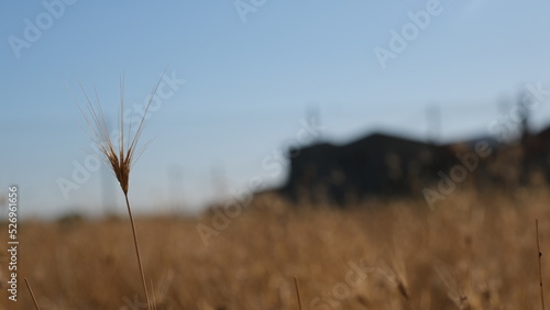 Wheat harvesting  copy space 