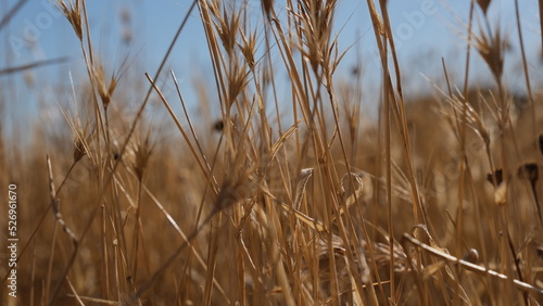 Dried wheat with blue background environment 