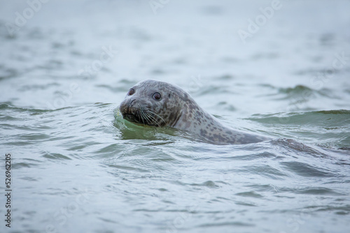 Phoca vitulina stejnegeri Kamchatka seal © Vera