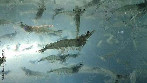 shrimps. king prawn in the aquarium. seafood. Korean delicacies.