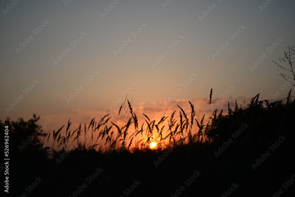 beautiful red sunset on the background of spikelets, sunset on the background of the meadow, evening sunset, calm natural photo