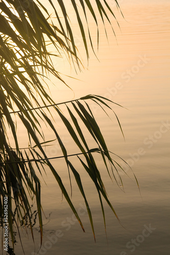 Silhouettes of reeds on the background of the water surface. Sunrise.