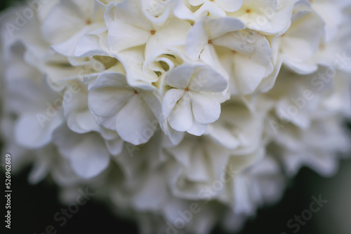 Details of flower ball of Viburnum plant in garden © Fotokon