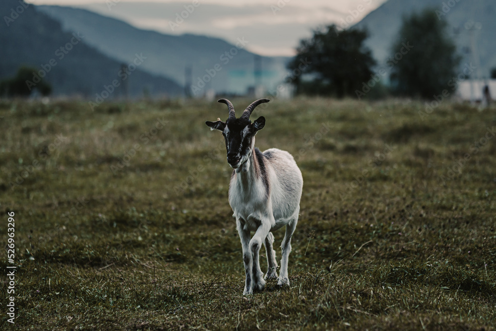 gloomy, creepy portrait of a goat gloomy, creepy portrait of a goat