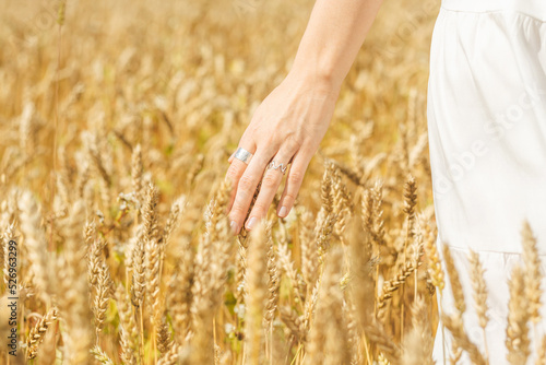 female hand with spikelets of wheat