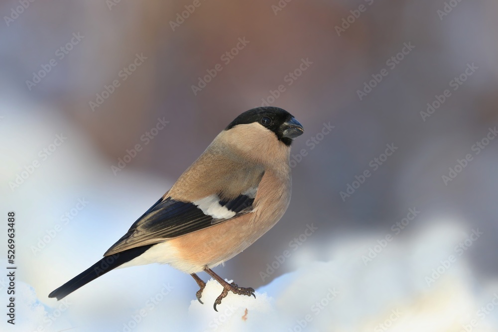 Fototapeta premium Eurasian bullfinch sits on the snow. Female bullfinch in the nature habitat. Pyrrhula pyrrhula . Winter wildlife scene from nature