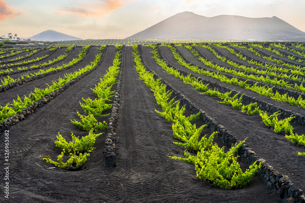 Landscape of volcanic vineyards of La Geria, Lanzarote, Canary Islands, Spain - obrazy, fototapety, plakaty 