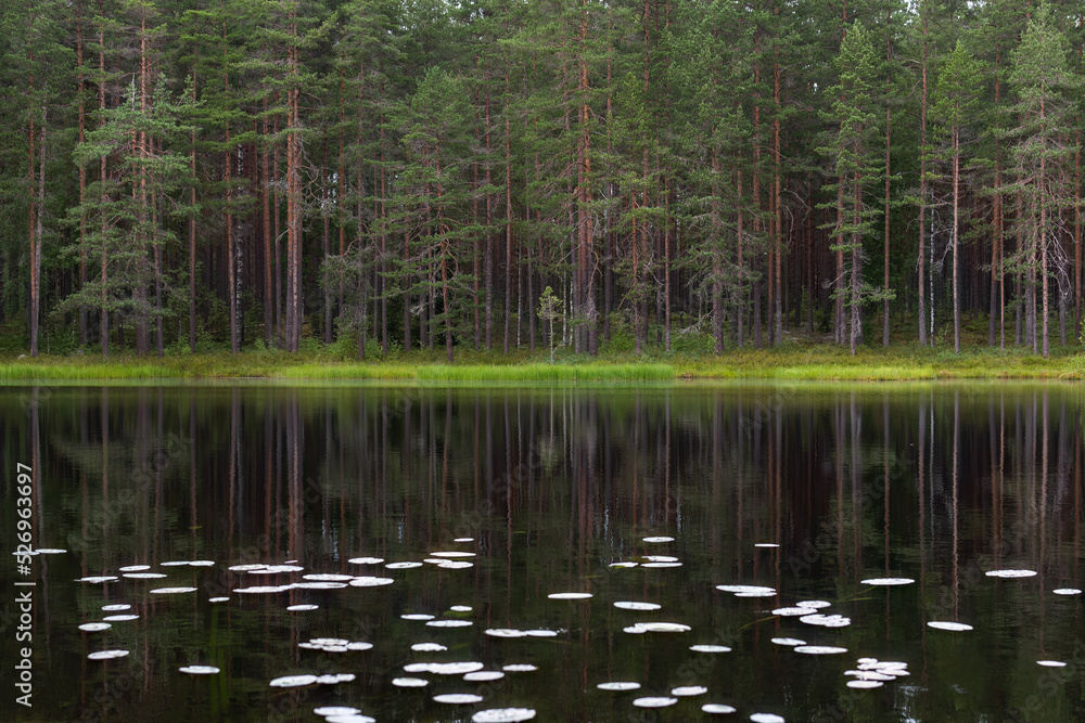 Pine trees reflecting from a calm pond in summer. Loppi, Finland