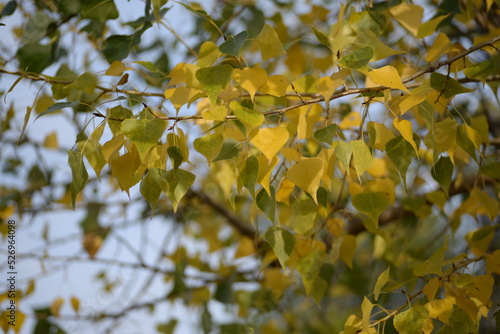 autumn leaves  yellow poplar leaves close-up  autumn photo  poplar branches with yellow leaves