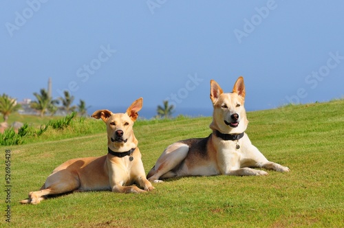 two dogs on a grass