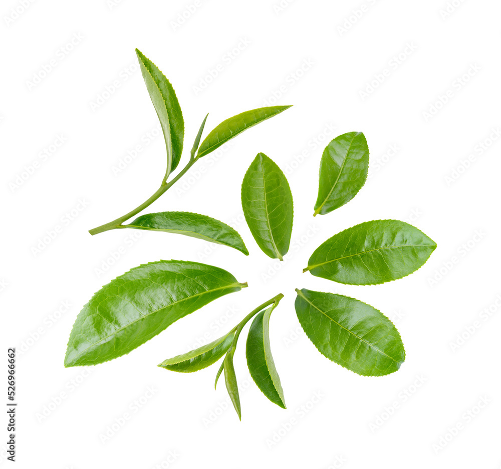 Fototapeta premium Green tea leaves isolated on transparent background. (.PNG)