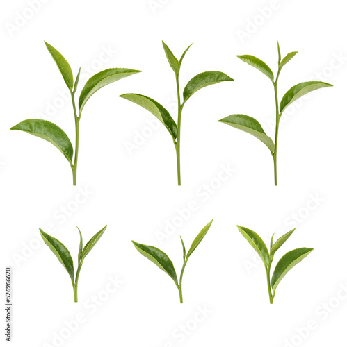 Green tea leaves isolated on transparent background. (.PNG)