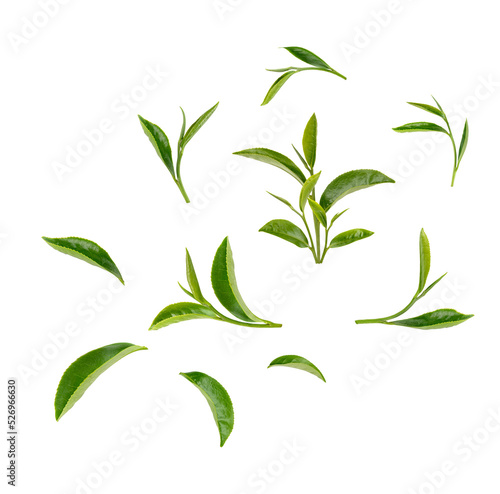 Green tea leaves isolated on transparent background. (.PNG)